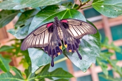 Asian Swallowtail [Papilio lowi]