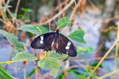 Ruby-spotted Swallowtail [Papilio anchisiades]