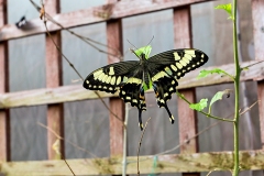 Emperor Swallowtail [Papilio ophidicephalus]