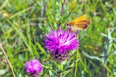 Small Skipper [Thymelicus sylvestris]