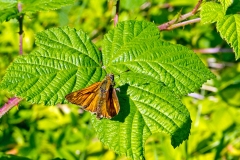 Large Skipper [Ochlodes sylvanus]
