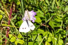 Small White [Pieris rapae]