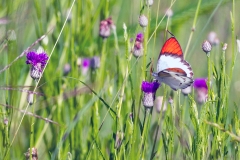 Common Orange Tip [Colotis evenina evenina]