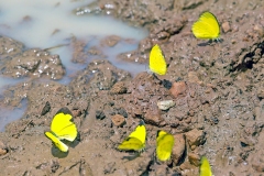 Common Grass Yellow [Eurema hecabe solifera]
