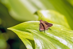 Yellow-tipped Flasher [Astraptes anaphus annetta]