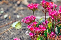 Great Southern White [Ascia monuste]