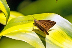 Southern Broken Dash [Wallengrenia otho]