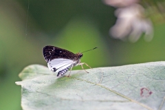 Unmarked Costus Skipper [Hypoleucis tripunctata]