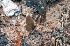White-tipped Blue [Eicochrysops hippocrates]