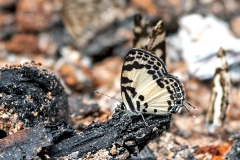 Forest Pied Pierrot [Tuxentius carana kontu]