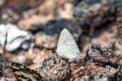 White-tipped Blue [Eicochrysops hippocrates]
