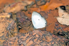 Common Ginger White [Oboronia punctatus]