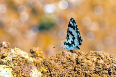 Lowland Branded Blue [Uranothauma falkensteini]