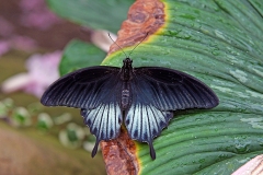 Asian Swallowtail [Papilio lowi]
