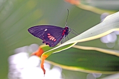 Arcas Cattle-heart [Parides eurimedes]