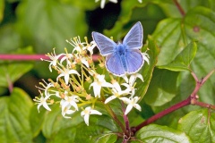Common Blue [Polyomattus icarus]