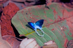 Fairy Hairstreak [Hypolycaena lebona]