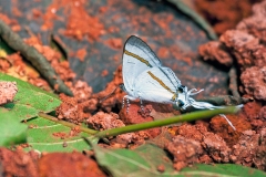 Common Fairy Hairstreak [Hypolycaena hatita]