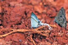 Fairy Hairstreak [Hypolycaena lebona]