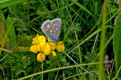 Common Blue [Polyomattus icarus]