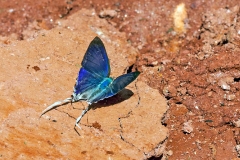 Common Fairy Hairstreak [Hypolycaena hatita]