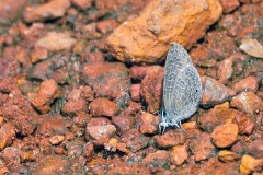 Dusky Line Blue [Pseudonacaduba sichela sichela]