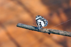 White-banded Babul Blue [Azanus isis]
