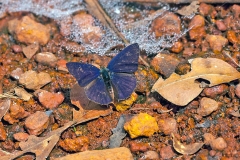 Spotted Hairtail [Anthene larydas]