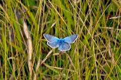 Chalk Hill Blue [Polyomattus coridon]