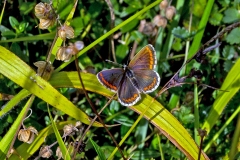 Brown Argus [Aricia agestis]