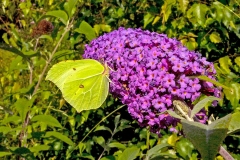 Common Brimstone [Gonepteryx rhamni rhamni]