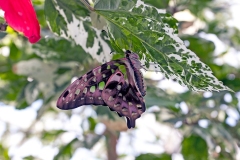 Tailed Jay [Graphium agamemnon]
