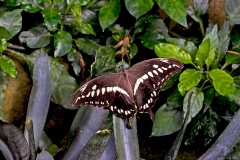 Constantine's Swallowtail [Papilio constantinus]