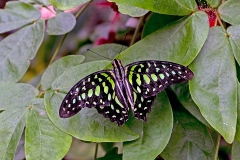Tailed Jay [Graphium agamemnon]