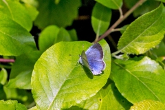 Holly Blue [Celastrina argiolus britanna]