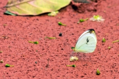 Round-winged Vagrant [Nepheronia pharis]