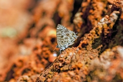 Spotted Hairtail [Anthene larydas]