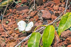 Round-winged Orange Tip [Colotis euippe euippe]