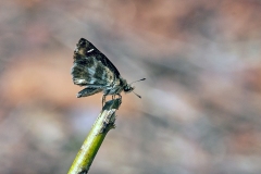 Marbled Skipper [Gomalia elma elma]