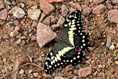 Citrus Swallowtail [Papilio demodocus]