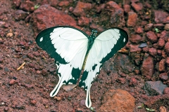 Mocker Swallowtail [Papilio dardanus]