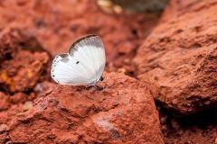 Untailed Ginger White [Oboronia ornata ornata]