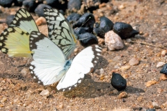 African Common White [Belenois creona severina]