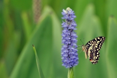 Citrus Swallowtail [Papilio demodocus]