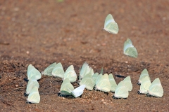 African Migrant [Catopsilia florella]