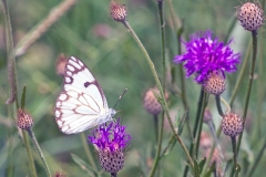 Brown-veined White [Belenois aurota aurota]