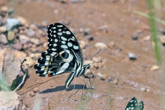Citrus Swallowtail [Papilio demodocus]