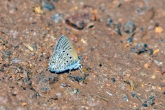 Black-striped Hairtail [Anthene amarah amarah]