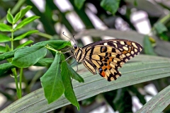 Common Lime [Papilio demoleus]