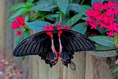 Scarlet Swallowtail [Papilio rumanzovia]
